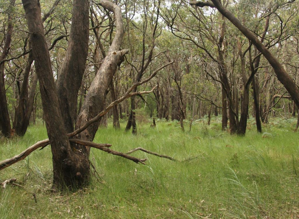 mc kellar circuit walk