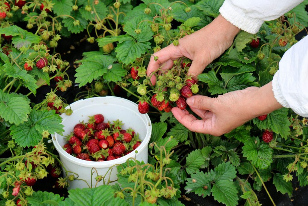Strawberry picking in Mornington Peninsula