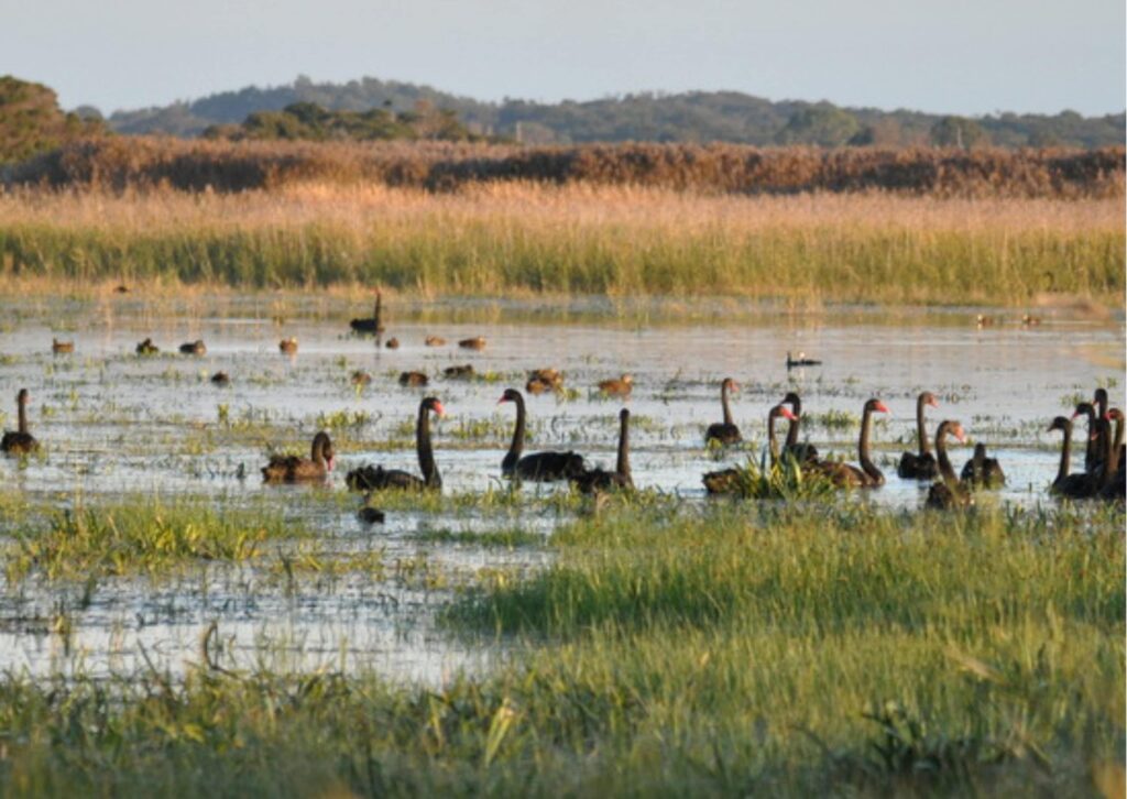 Areas to Spot Wildlife on the Mornington Peninsula