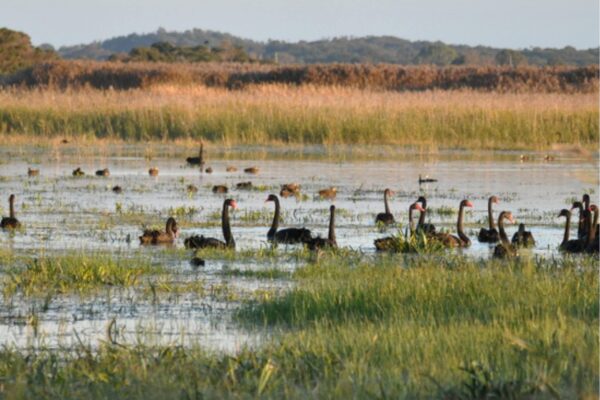 Areas to Spot Wildlife on the Mornington Peninsula